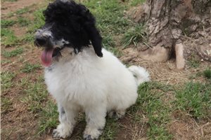 Gina - Standard Poodle for sale