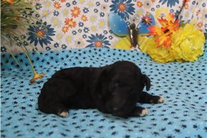 Giles - puppy for sale