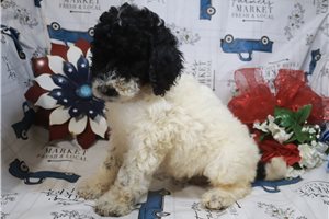 Gina - Standard Poodle for sale