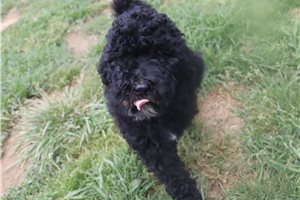 Gregory - Poodle, Standard for sale
