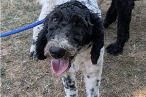 Gina - Standard Poodle for sale