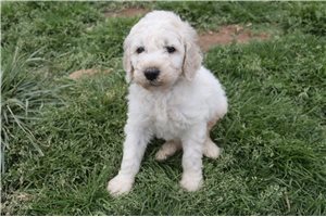 Gideon - Poodle, Standard for sale
