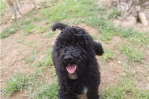 Gregory - Poodle, Standard for sale
