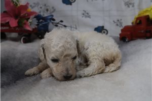 Gemma - Poodle, Standard for sale