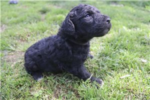 Giles - Poodle, Standard for sale