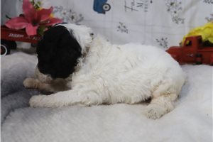 Gina - Poodle, Standard for sale