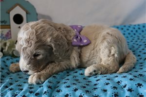 Gianna - Standard Poodle for sale