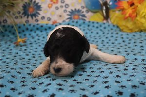 Gina - puppy for sale