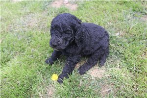Gregory - Poodle, Standard for sale