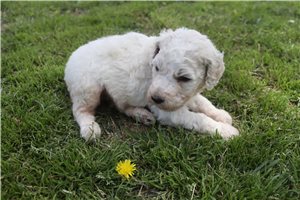 Gideon - Standard Poodle for sale