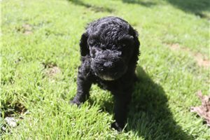 Gregory - Poodle, Standard for sale