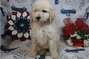 Gemma - Standard Poodle for sale