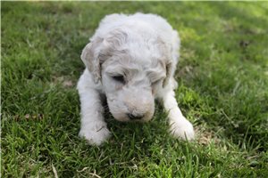 Gordan - Poodle, Standard for sale