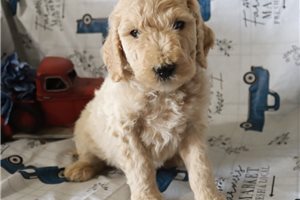 Genevieve - puppy for sale