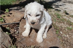 Gideon - Poodle, Standard for sale