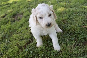 Gordan - Poodle, Standard for sale