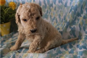 Genevieve - Standard Poodle for sale