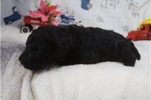 Giles - Poodle, Standard for sale