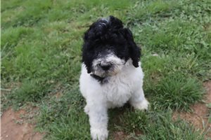 Gina - Poodle, Standard for sale