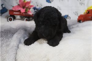 Gregory - Poodle, Standard for sale