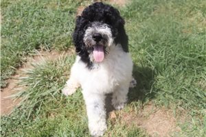 Gina - Poodle, Standard for sale