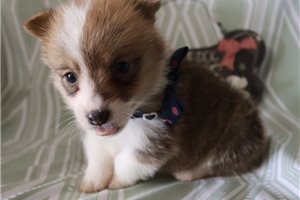 Leela - puppy for sale