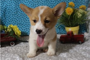 Hanson | Puppies For Sale at Pawrade