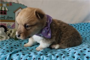 Layla - puppy for sale