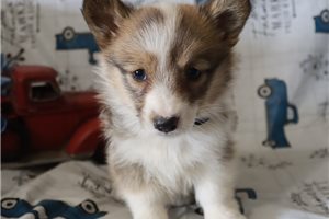 Leia - puppy for sale