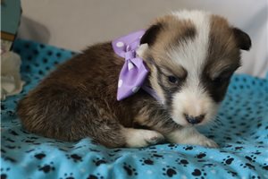 Leia - puppy for sale