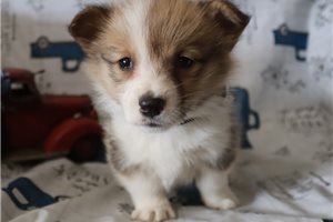 Larson - puppy for sale