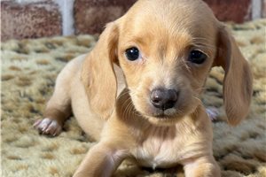 Gemma - Dachshund, Tweenie for sale