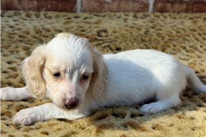 Gemini - Dachshund, Tweenie for sale