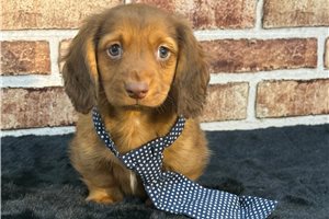 Todd - Dachshund, Tweenie for sale