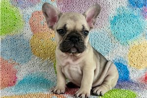 Dwight - French Bulldog for sale