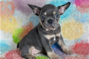 Reggie - puppy for sale
