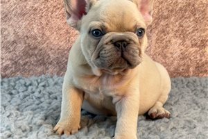 Elena | Puppies For Sale at Pawrade