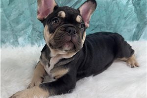 Atticus - French Bulldog for sale