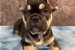 Atticus - French Bulldog for sale