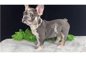 Ritzy - French Bulldog for sale