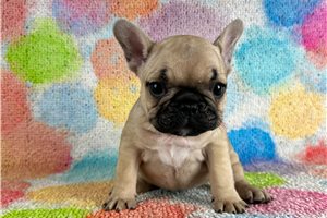 Risa - French Bulldog for sale