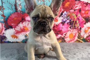 Duchess - French Bulldog for sale