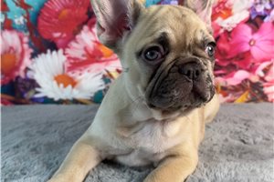 Duchess - French Bulldog for sale