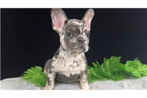 Ritzy - French Bulldog for sale