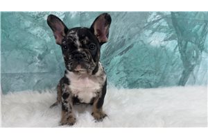 Dylan - French Bulldog for sale