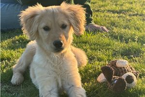 Samuel - Golden Retriever for sale