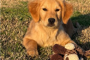 Savannah - Golden Retriever for sale