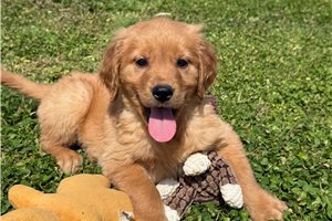 Benjamin - Golden Retriever for sale
