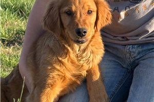 Sarah - puppy for sale