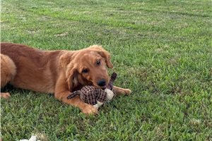 Thea - Golden Retriever for sale